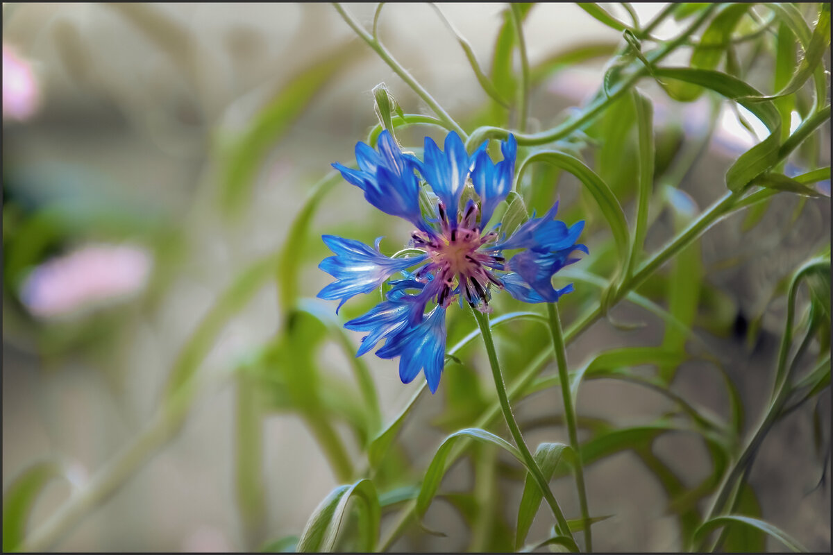 Василек - **** vedin