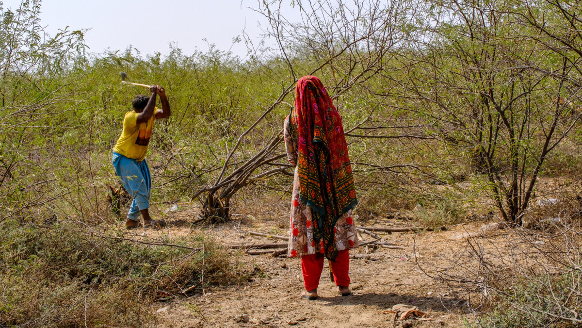 В пустыне вырубают ветки для кухни - Георгий А