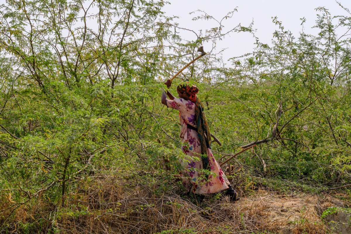 Женщина вырубает ветки в пустыне для готовки на кухни - Георгий А