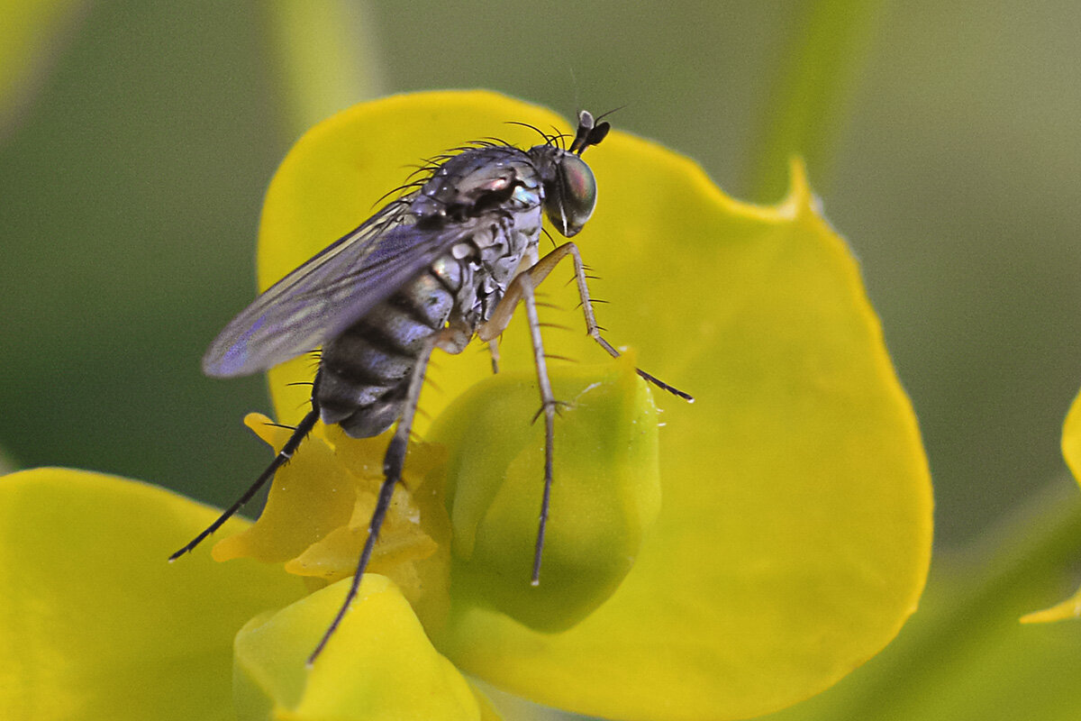 Дрозофила - Геннадий Супрун