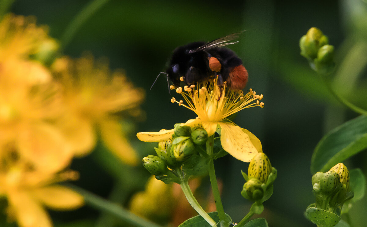 Мир шмелей. - Владимир Безбородов Мир шмелей. - Владимир Безбородов