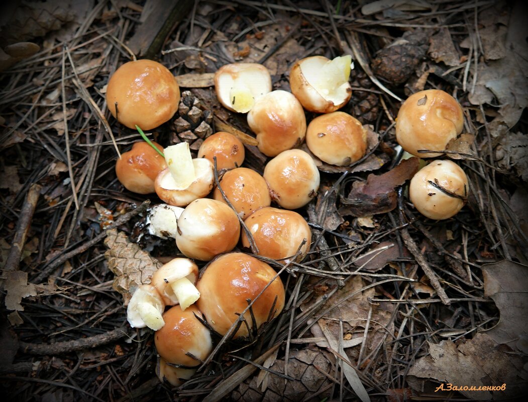 Маслята - дружные ребята! :-) - Андрей Заломленков