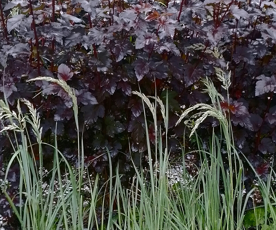 *** - Валентина Береснева *** - Валентина Береснева