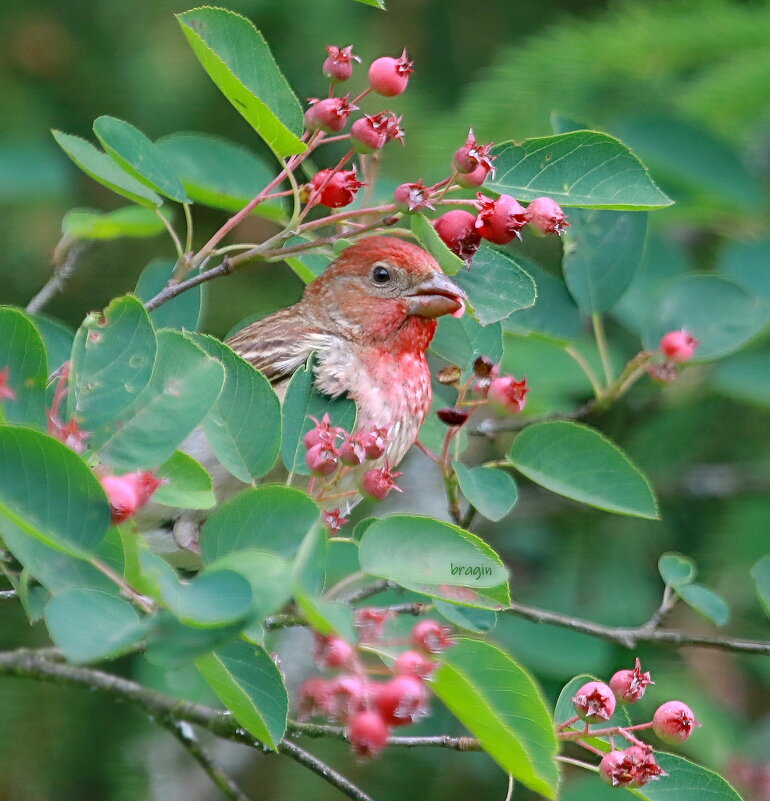 в ирге... - Andrey Bragin в ирге... - Andrey Bragin