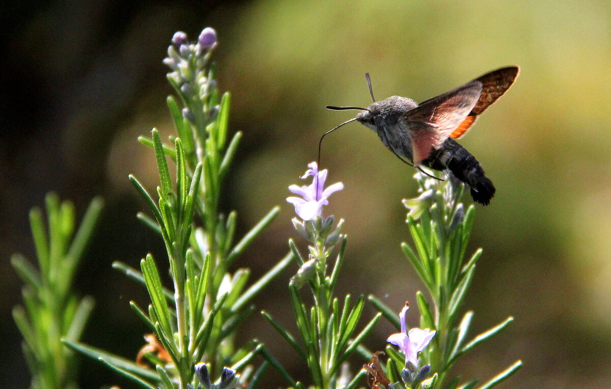 ** - Vlad Сергиевич