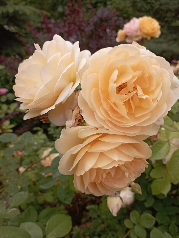 Розы - Елена Семигина