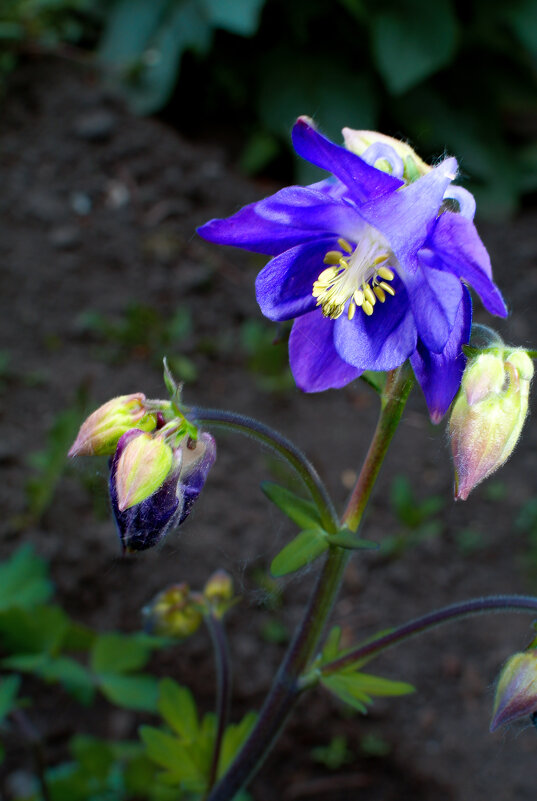 Аквилегия - Евгений 