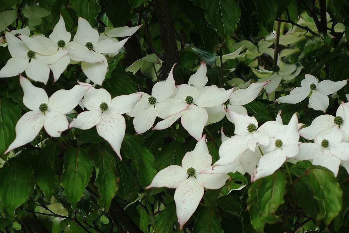 Цветет Дерен - Рита Симонова