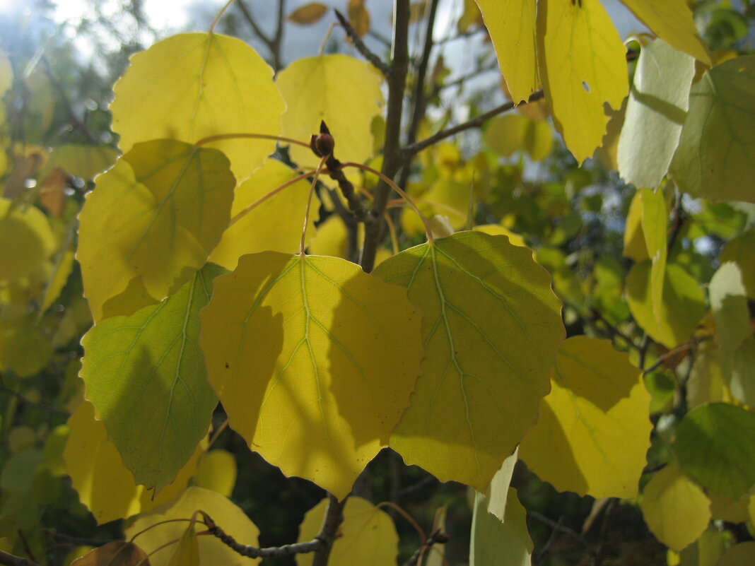 Осина - Anna Ivanova