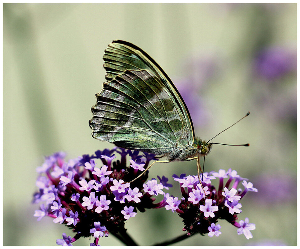 Перломутровка лесная - Aleksandr Gal