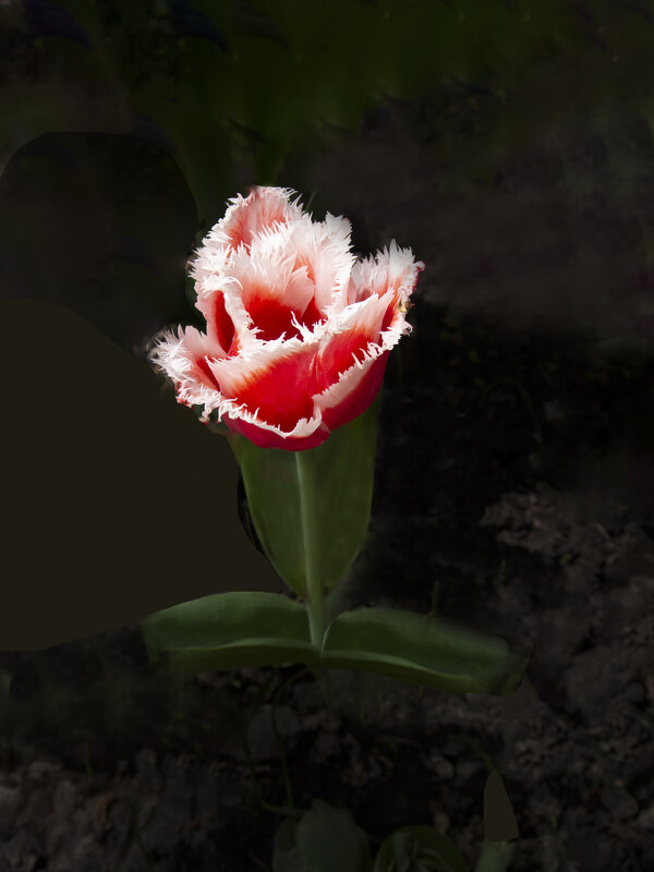 Махровый тюльпан - Евгений 