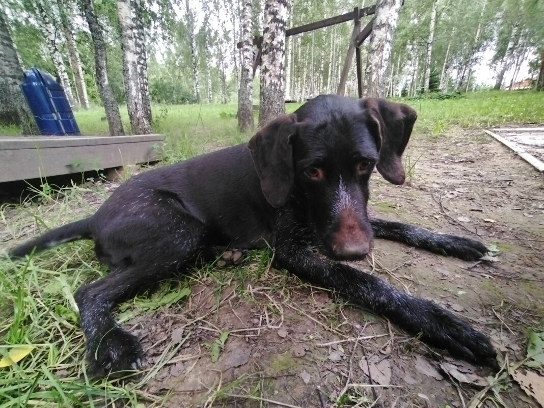 Хантер на берегу реки. - Ольга Довженко