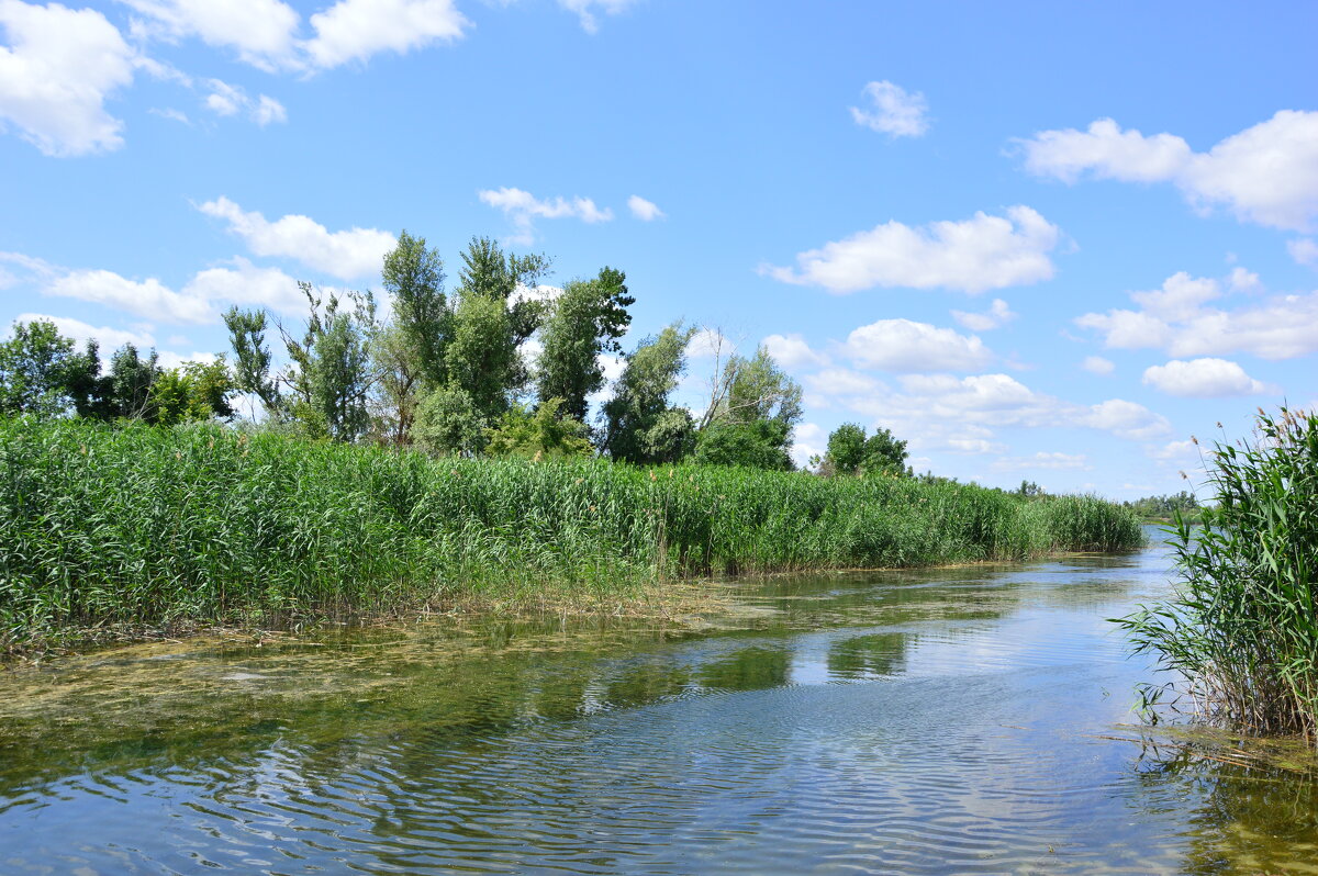 Местные виды. - Виктор 