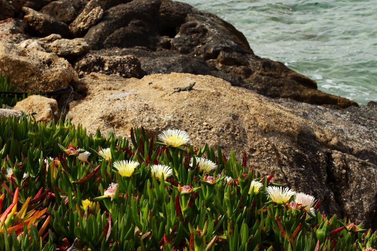 Берег - Юрий. Шмаков