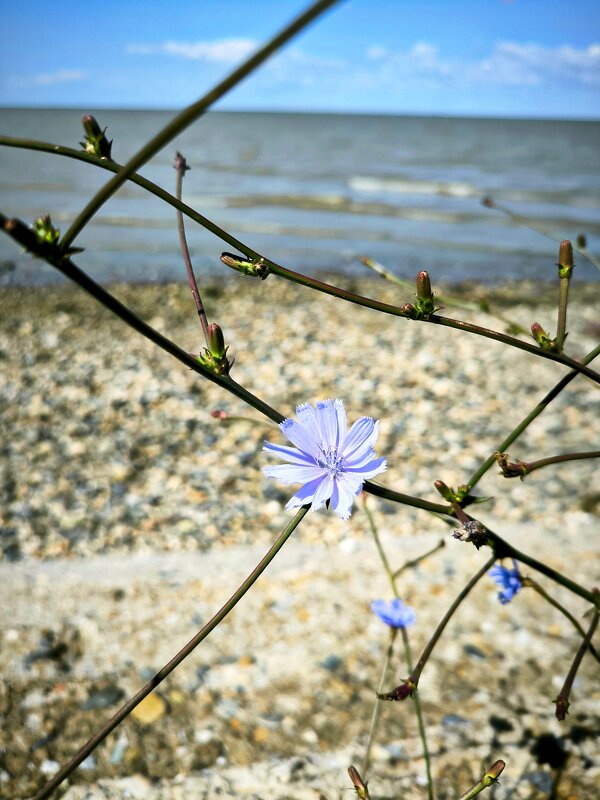 На прогулке - Oksana Verkhoglyad