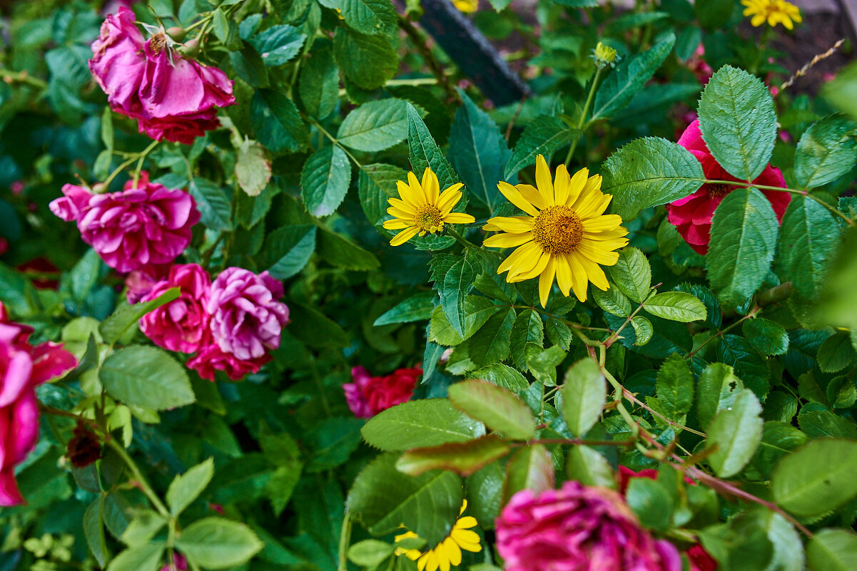 вцеточная автмосфера - Александр Леонов