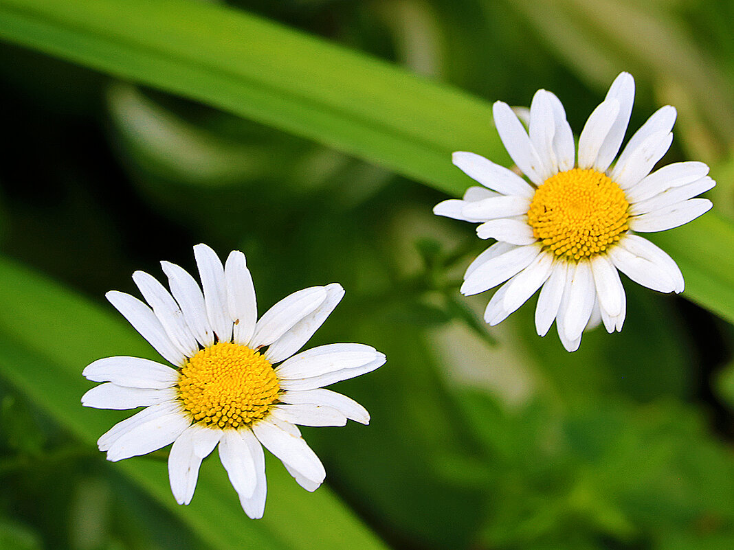 Парочка прелестниц - Светлана Парочка прелестниц - Светлана