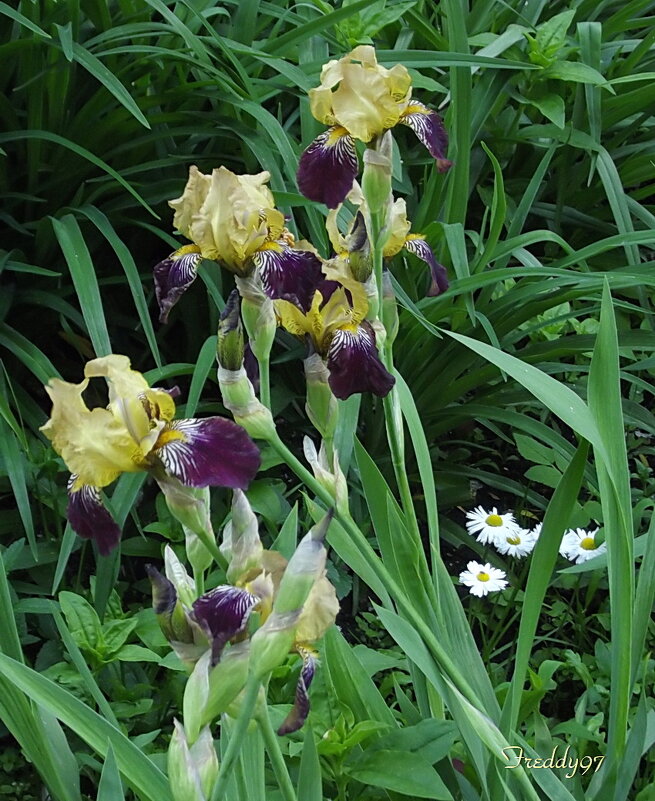 Ирисы - Freddy 97