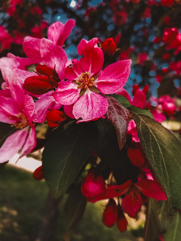 Яблоневый цвет - Анна Пигулевская