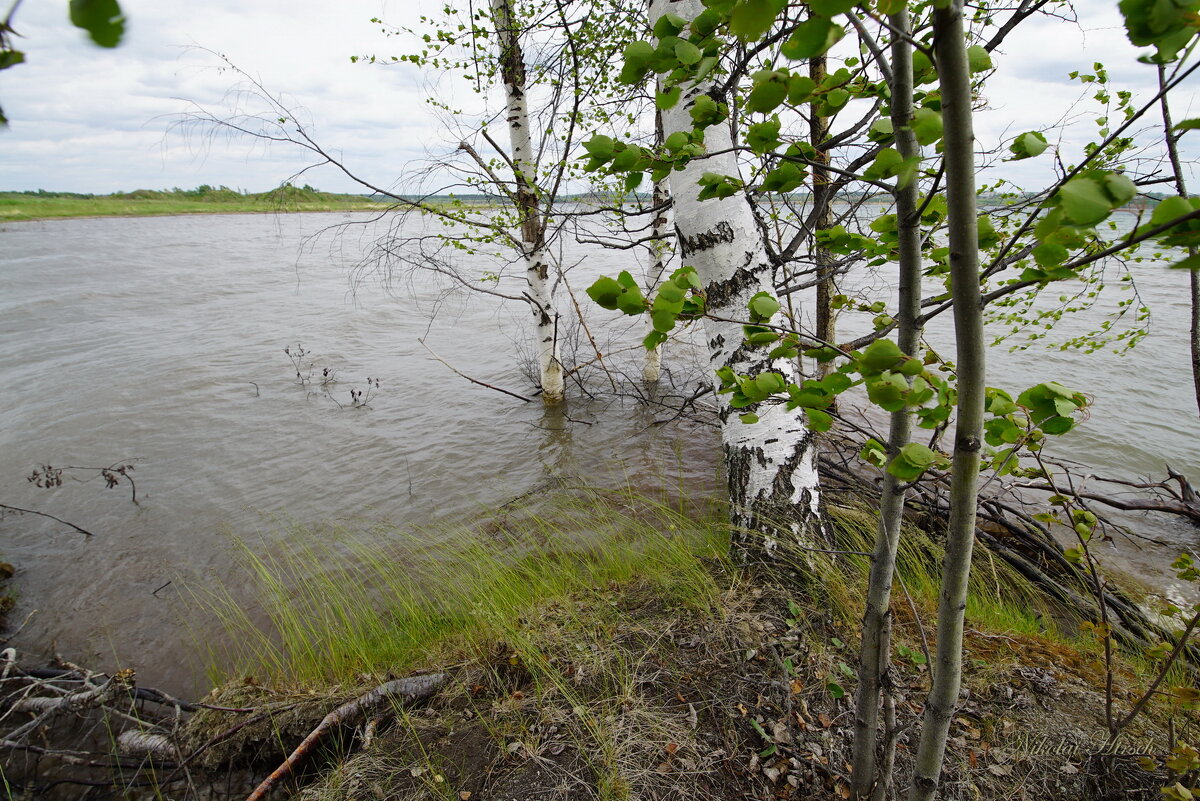 Вода наступает... - Николай Гирш