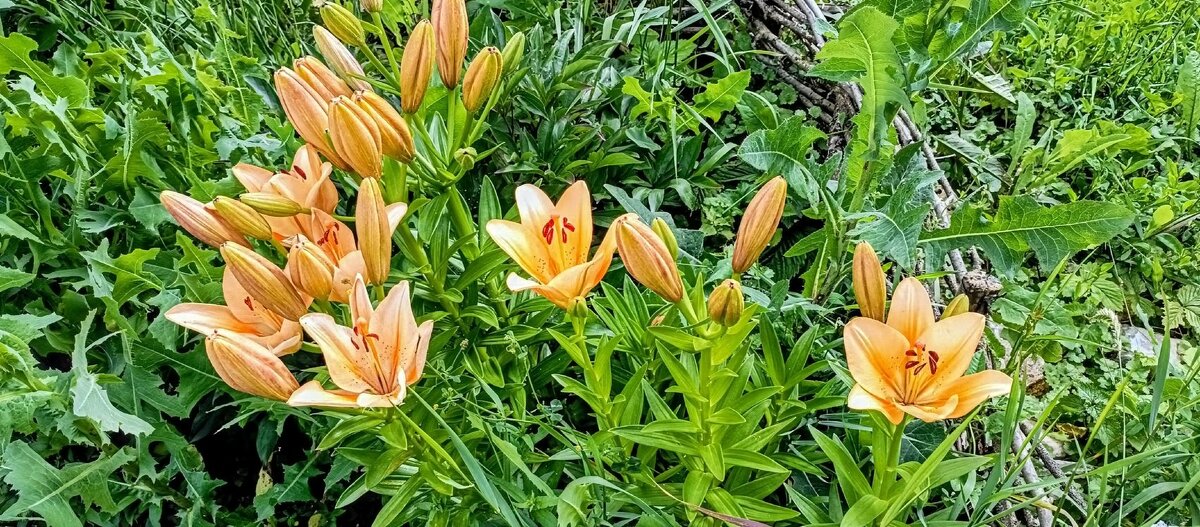 Цветы лета. - Михаил Столяров