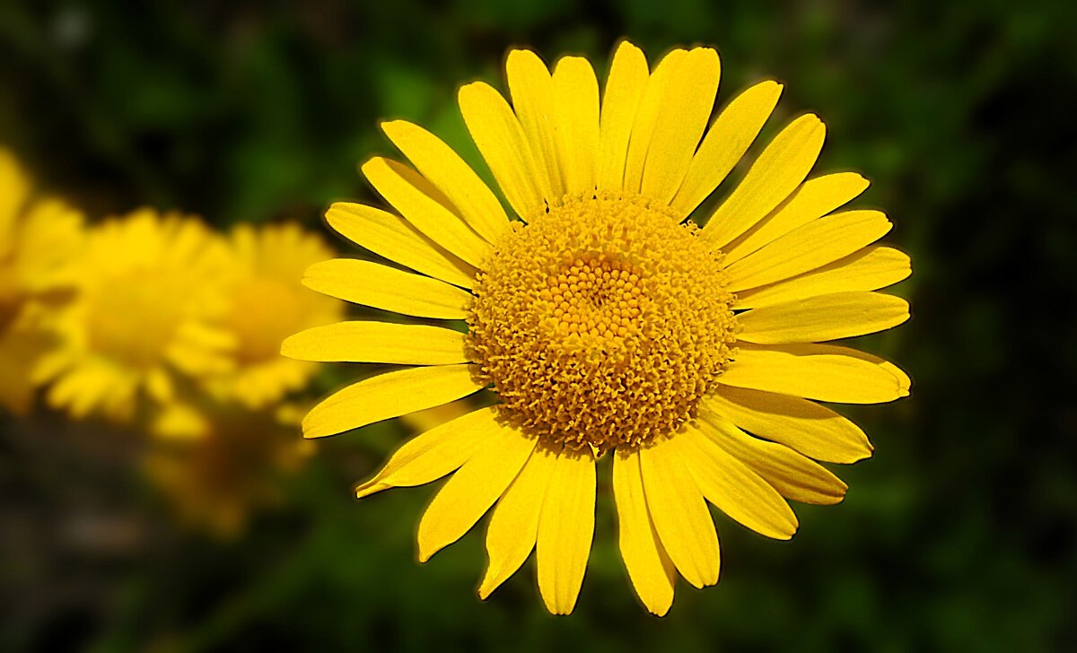 Пупавка красильная - Hope 