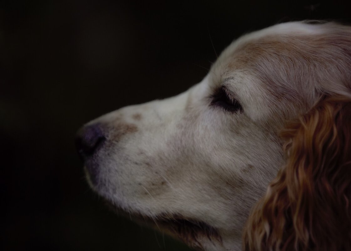 Последний привет... - liudmila drake