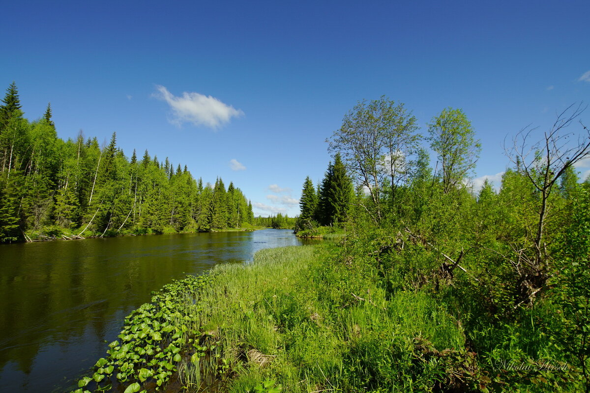 Таёжная речка... - Николай Гирш