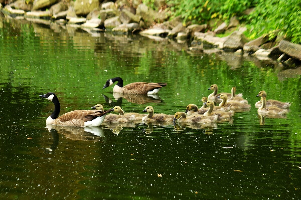Большая семейка - Юрий. Шмаков