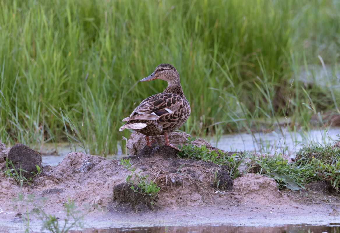 В РОДНЫХ ПЕНАТАХ - Володька Завитушкин