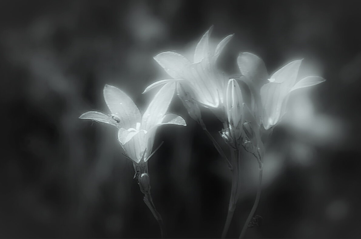 Колокольчики... - Владимир Шошин Колокольчики... - Владимир Шошин