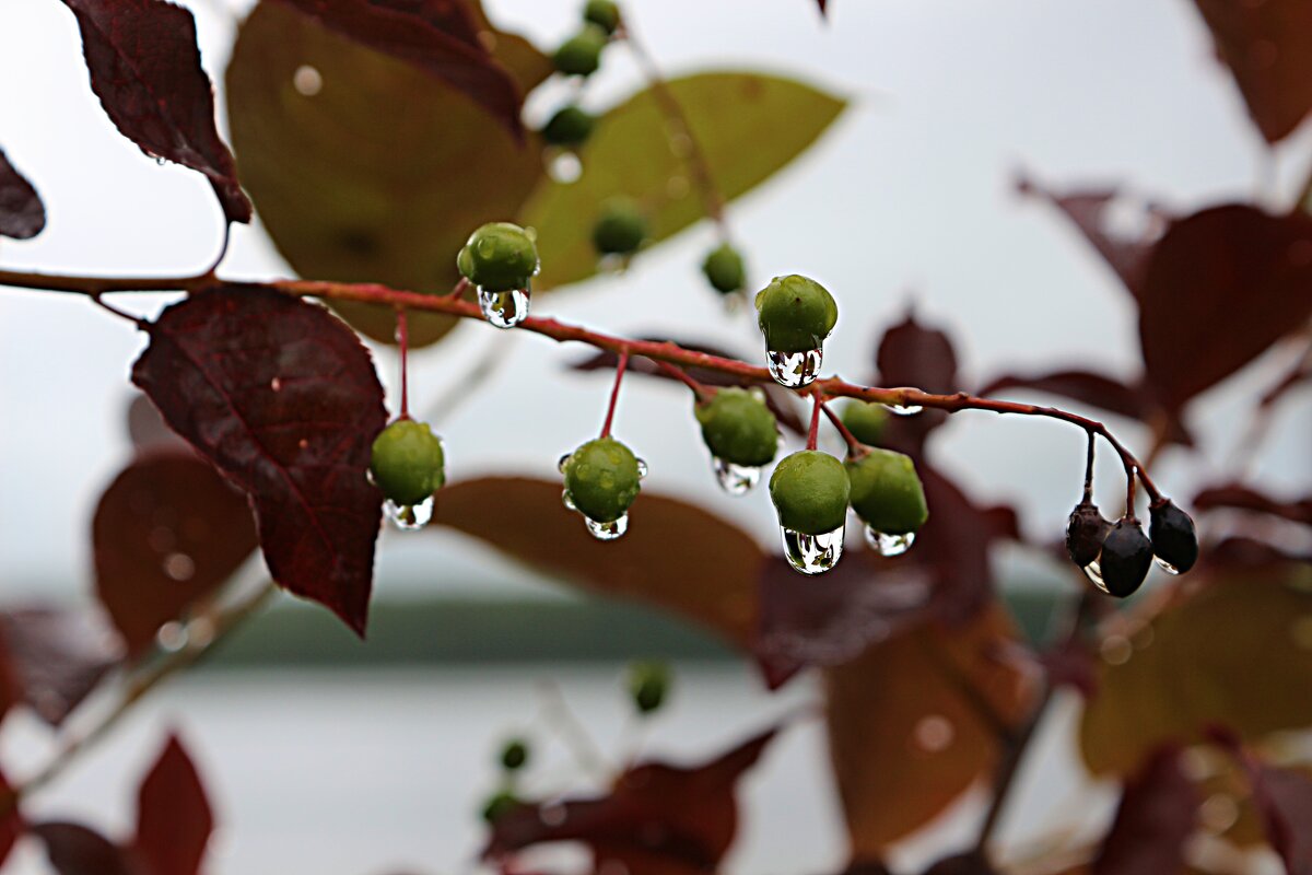 Июньский дождь - Марина 