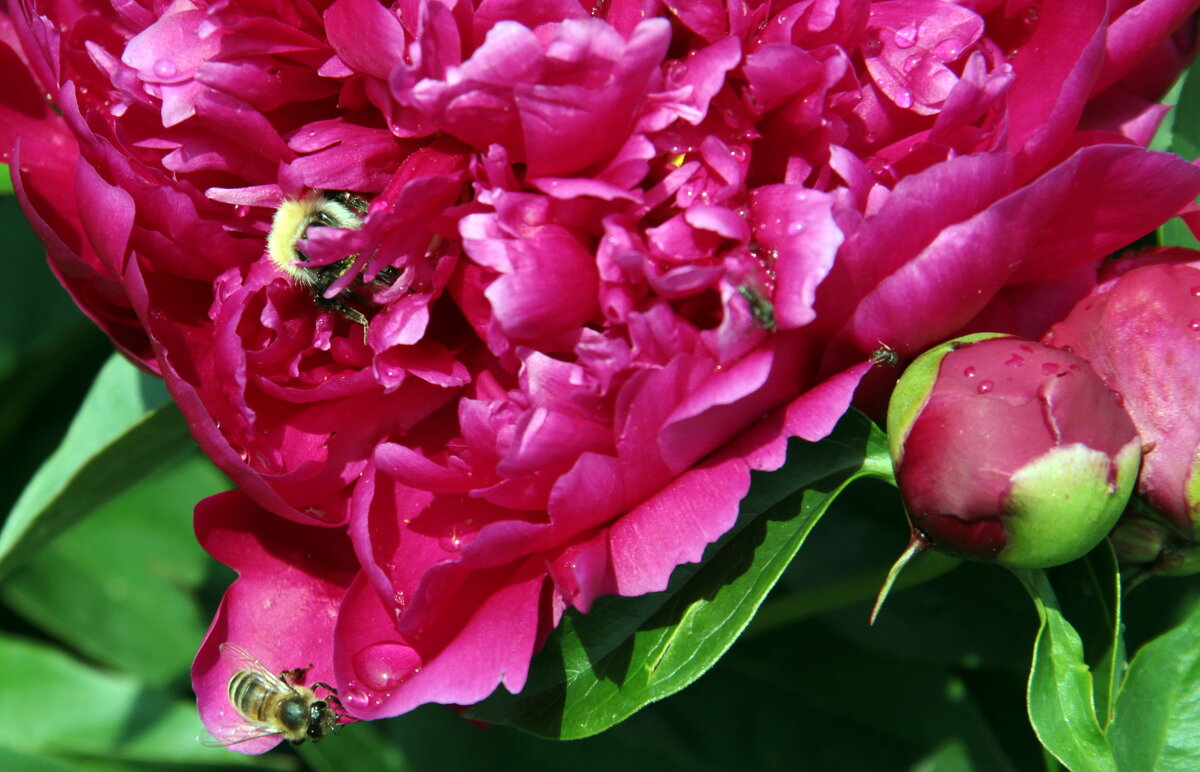 Кушать хочется всем. - Маргарита ( Марта ) Дрожжина