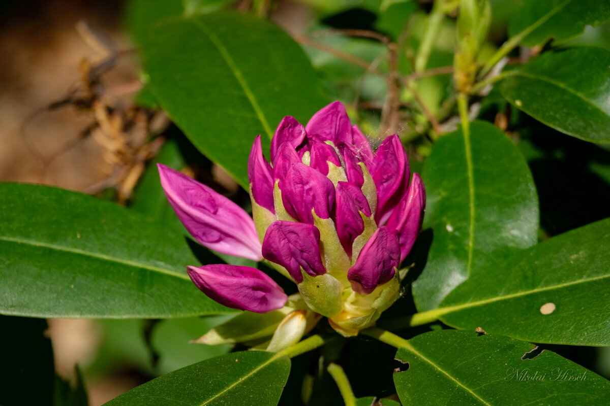 Про рододендрон... - Николай Гирш Про рододендрон... - Николай Гирш
