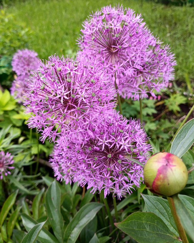 Лук декоративный. - Ирина *** Лук декоративный. - Ирина ***