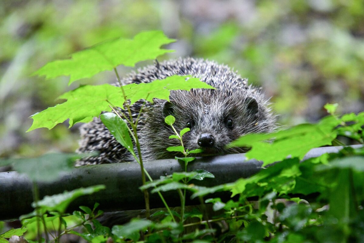 *** - Зинаида Манушкина