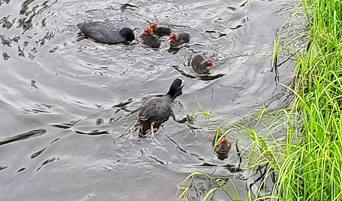 Лысухи - Сапсан 