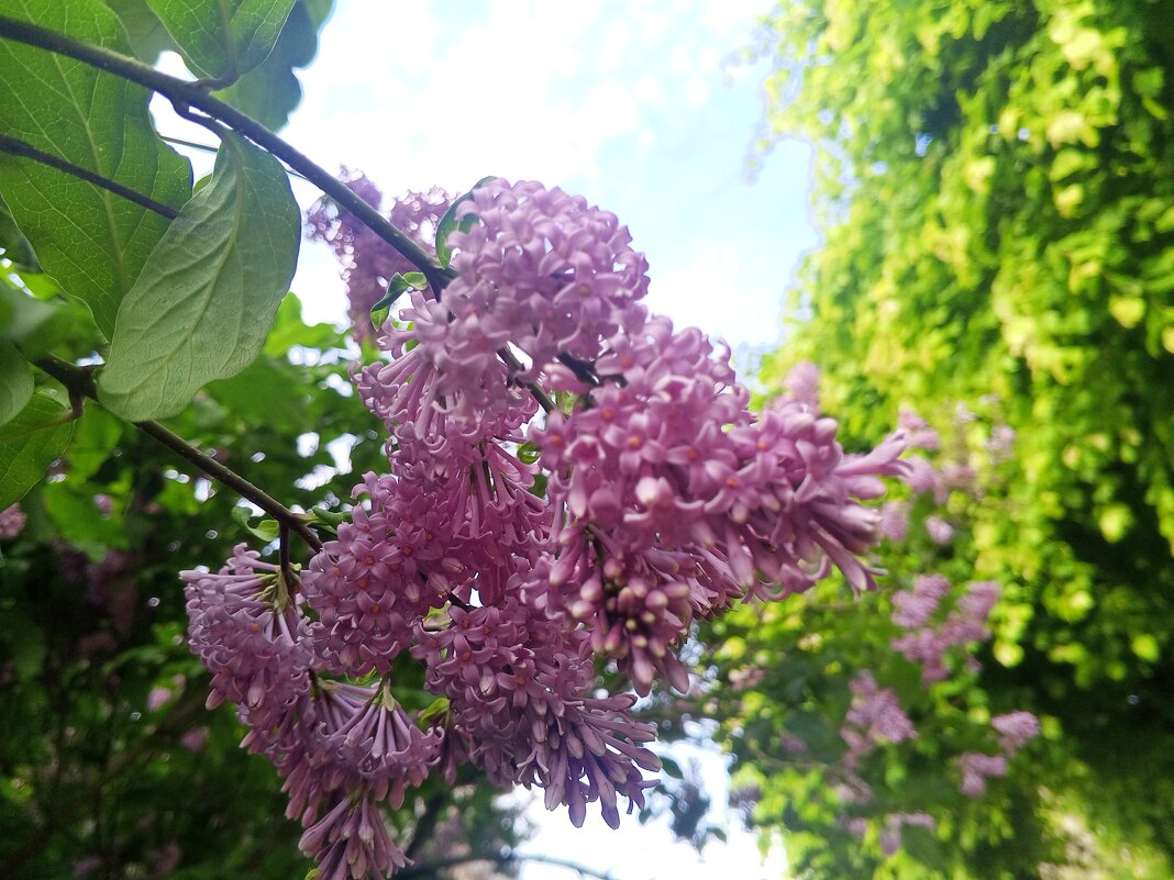 Сирень - Сапсан Сирень - Сапсан