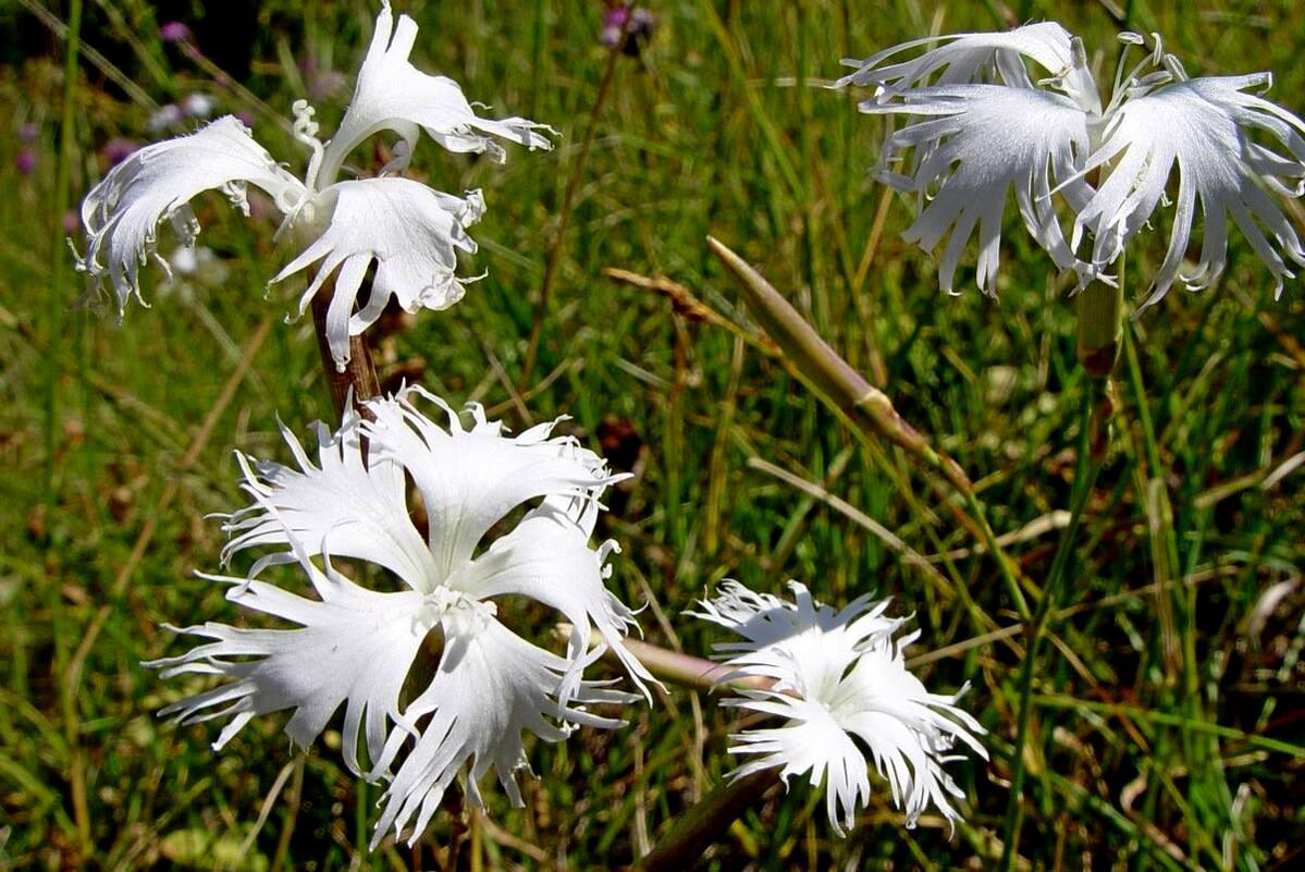 ПО ГОРАМ. - Виктор Осипчук