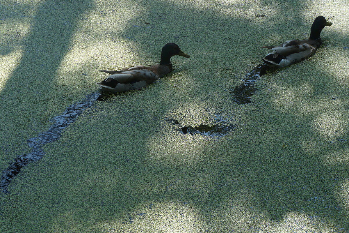 "...там кикиморы живут..." - zavitok *