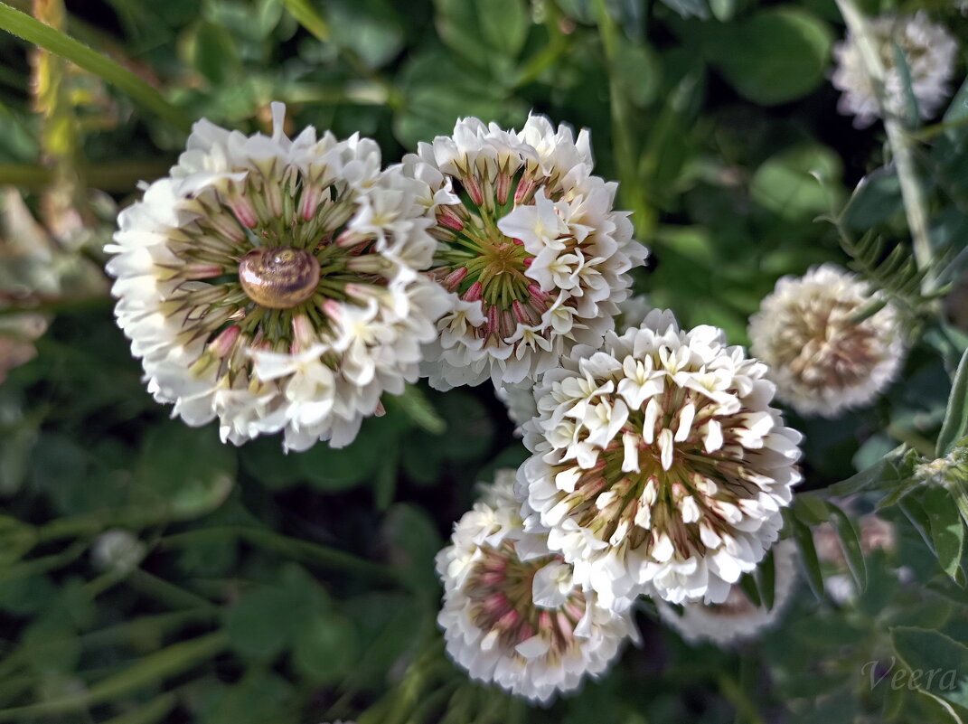 Цветы у дороги - Veera V