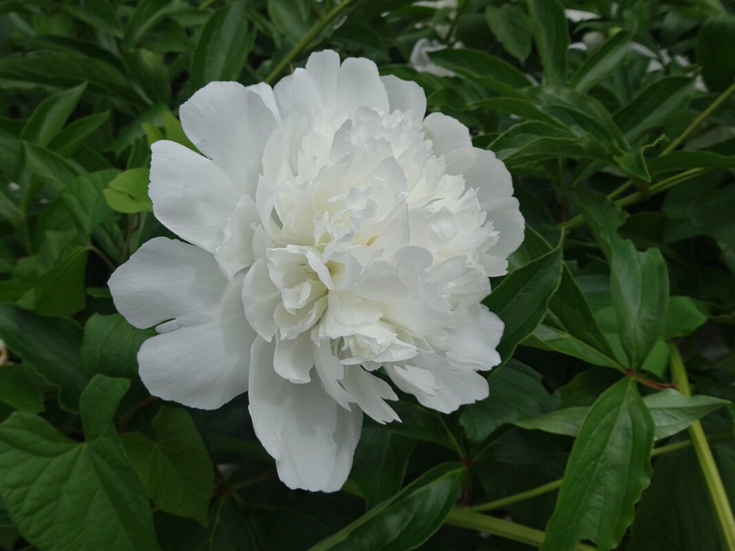 Белоснежный пион - Лидия Бусурина Белоснежный пион - Лидия Бусурина