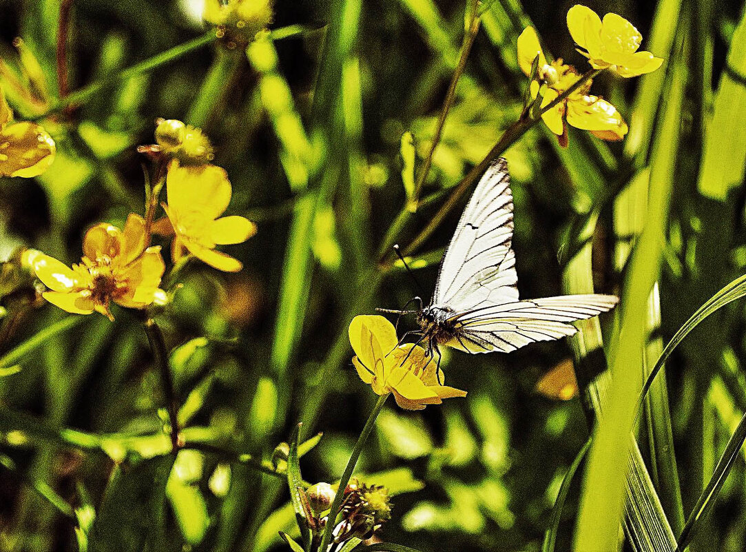 Июнь...Бабочка боярышница на цветке лютика едкого! - Владимир 