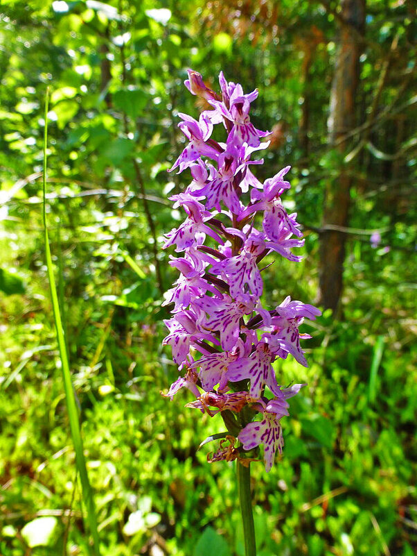 Июль...Цветет северная орхидея! - Владимир 