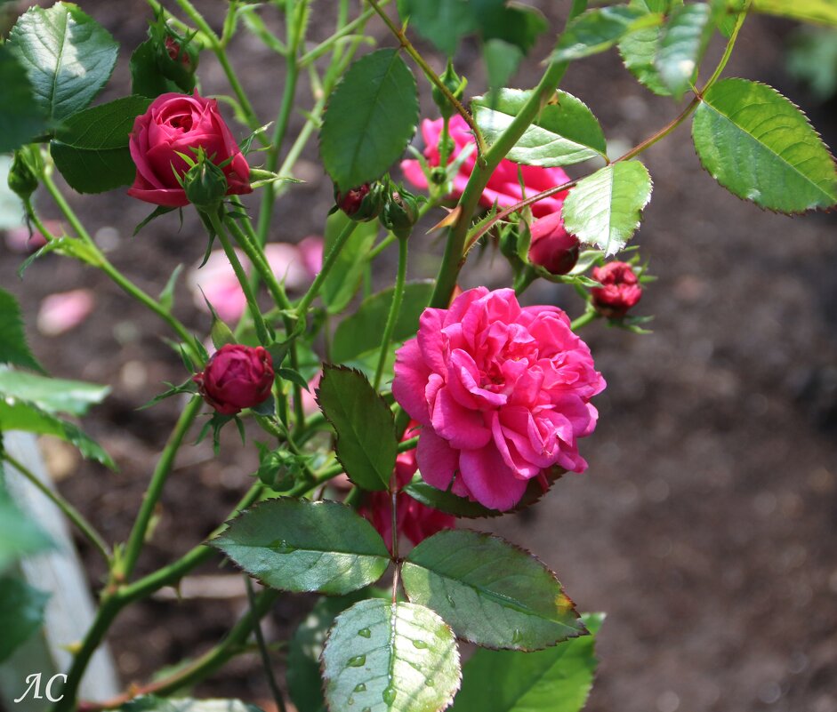 Розы, ах розы! (серия) - Любовь Сахарова