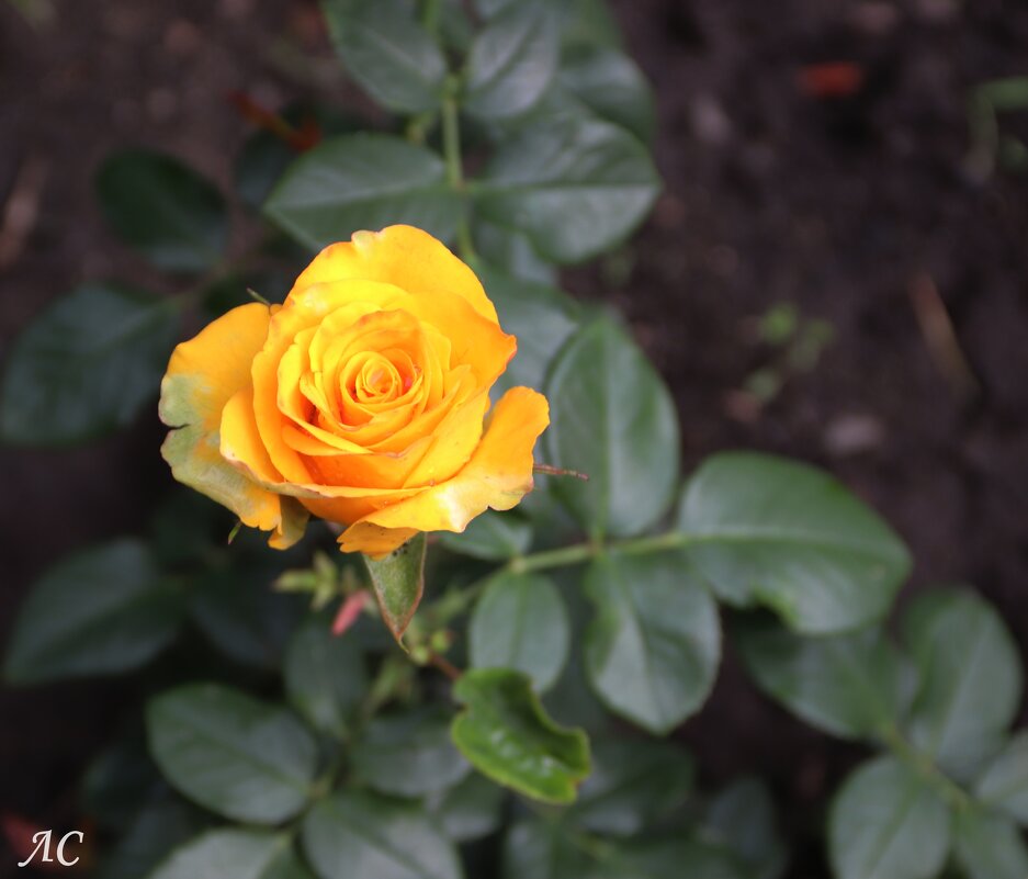 Розы, ах розы! (серия) - Любовь Сахарова