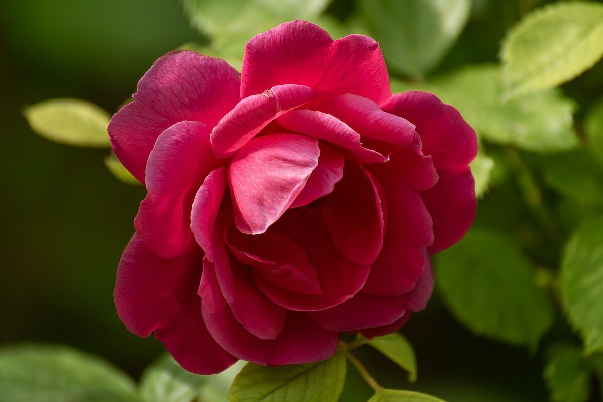 Роза - Игорь Сикорский Роза - Игорь Сикорский