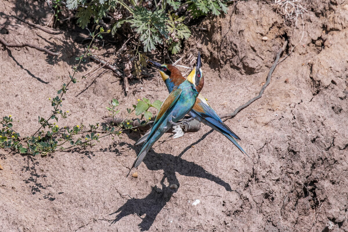 щурки. - юрий макаров