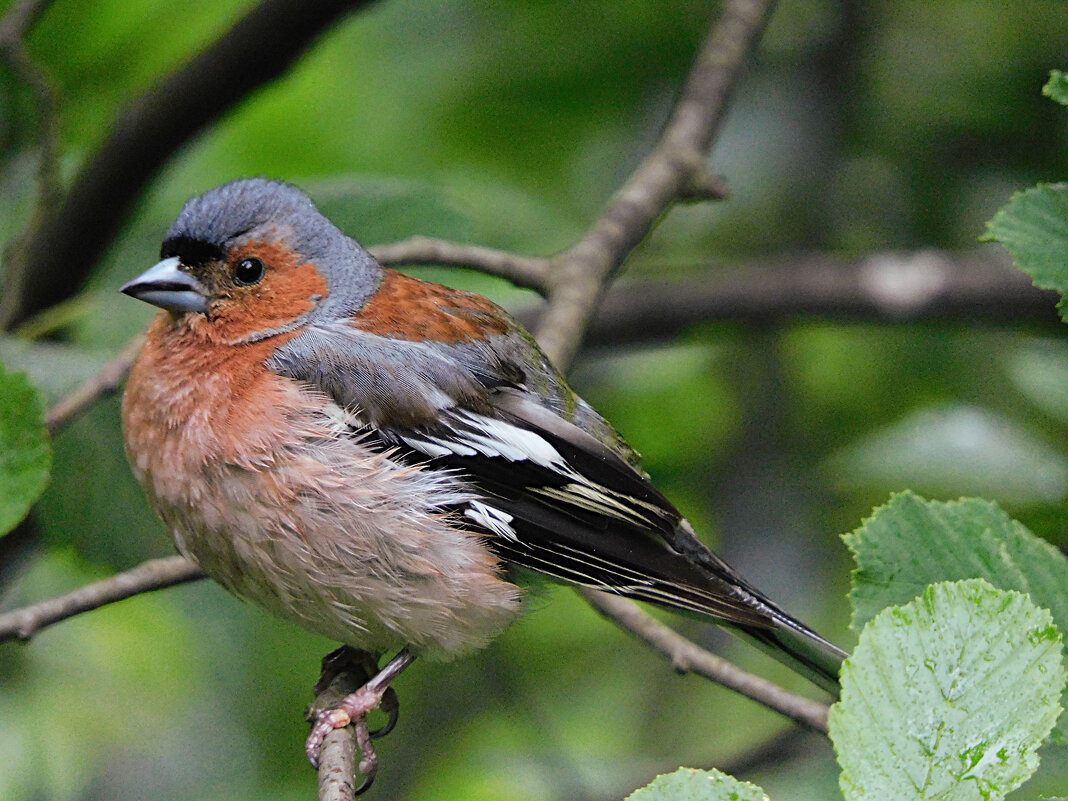 Зяблик - Лина 