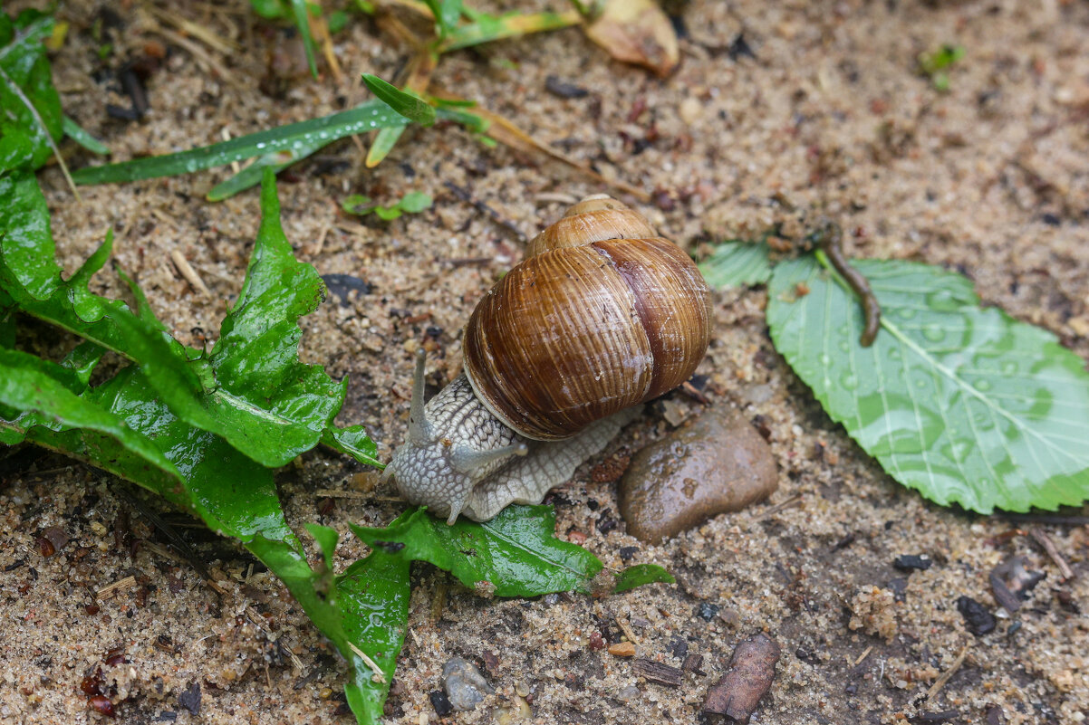 Обед - Марина Мамаева